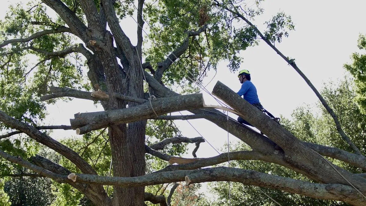 Professional Hazardous Tree Removal performed by certified arborists in Larwill